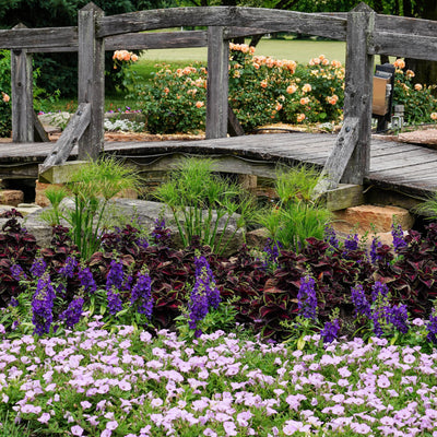 Limited Edition Royale | ColorBlaze® Torchlight® Coleus (scutellarioides)