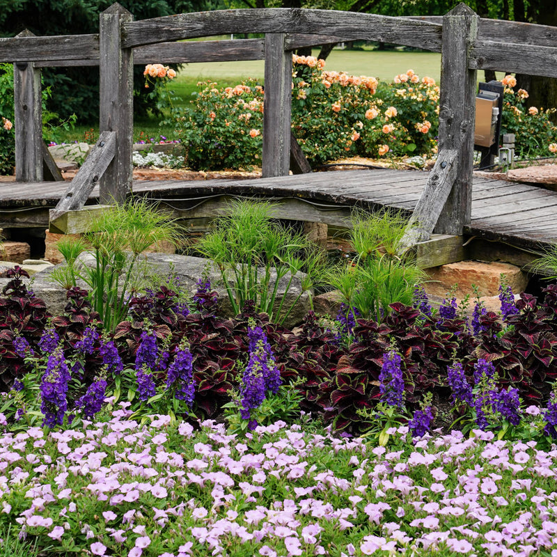 Limited Edition Royale | ColorBlaze® Torchlight® Coleus (scutellarioides)