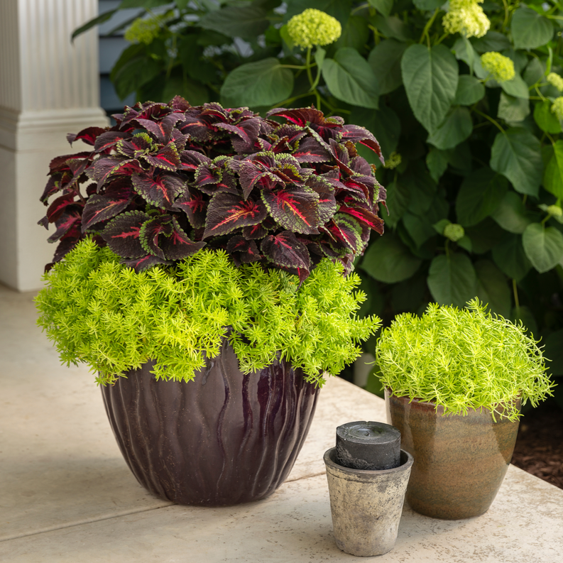 ColorBlaze Torchlight Coleus in use.