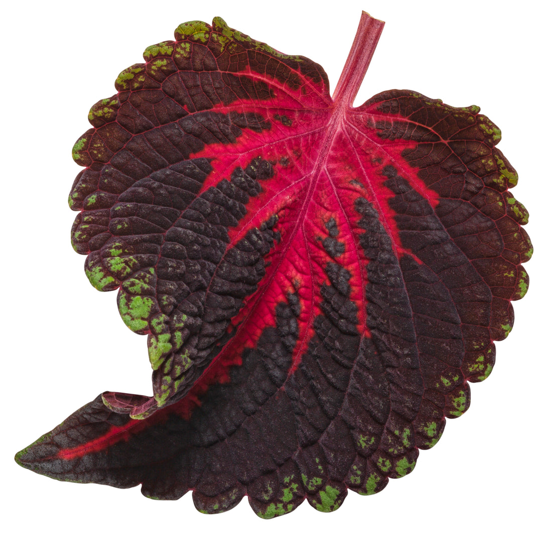 ColorBlaze® Torchlight® Coleus (scutellarioides)
