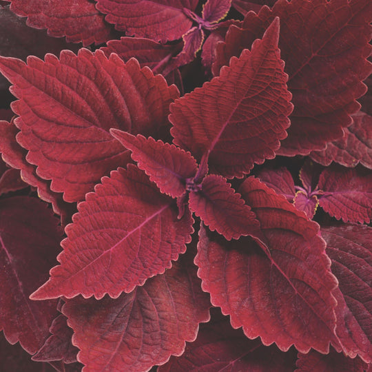ColorBlaze® Rediculous® Coleus (scutellarioides)