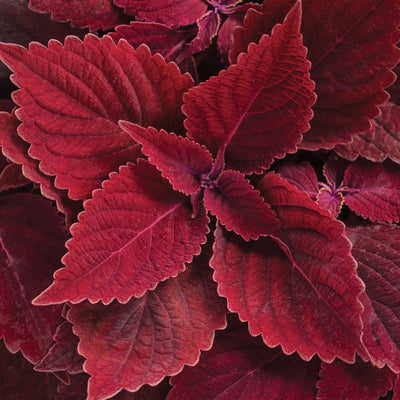 ColorBlaze Rediculous Coleus up close.