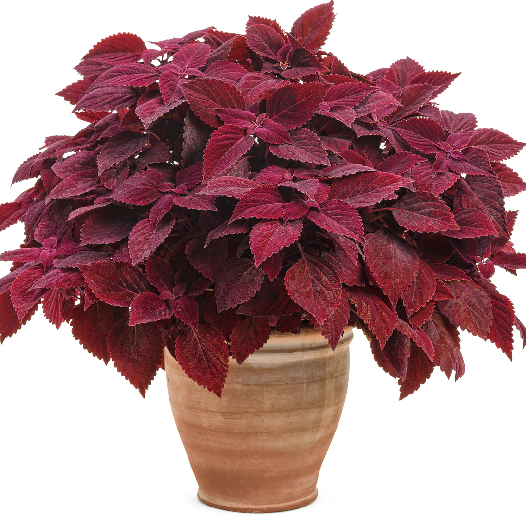 ColorBlaze® Rediculous® Coleus (scutellarioides)