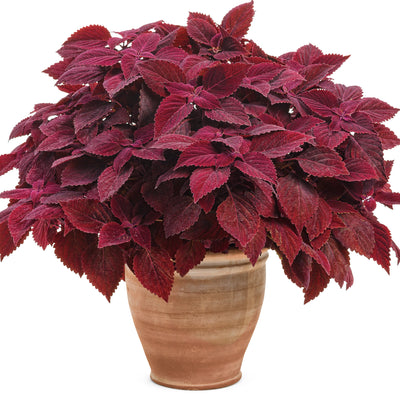 ColorBlaze® Rediculous® Coleus (Coleus scutellarioides)