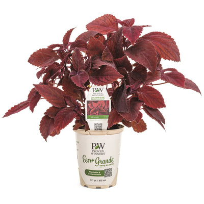 ColorBlaze® Rediculous® Coleus in eco pot.