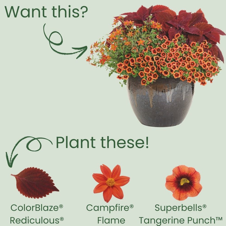 ColorBlaze® Rediculous® Coleus (scutellarioides)