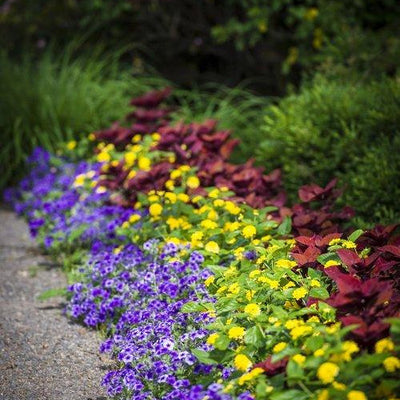 ColorBlaze Rediculous Coleus in use.