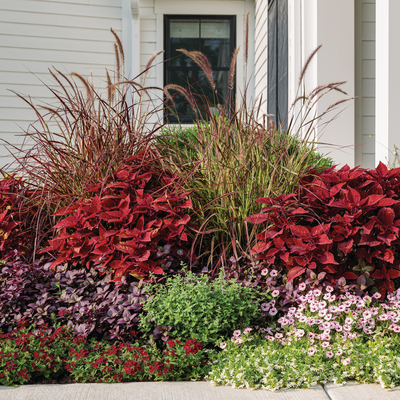 ColorBlaze Rediculous Coleus in use.