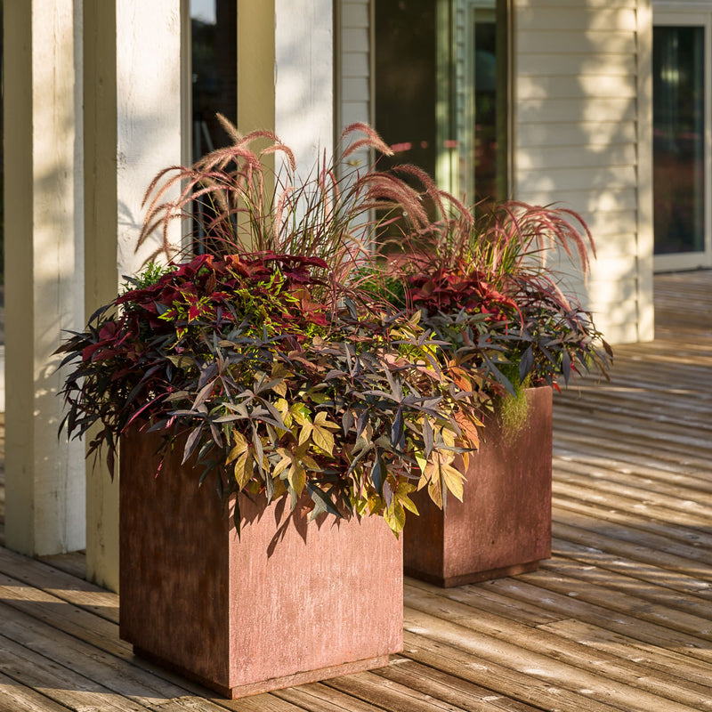 ColorBlaze® Rediculous® Coleus (scutellarioides)