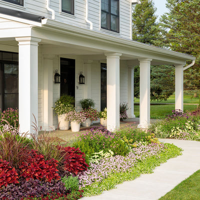 ColorBlaze® Rediculous® Coleus (scutellarioides)