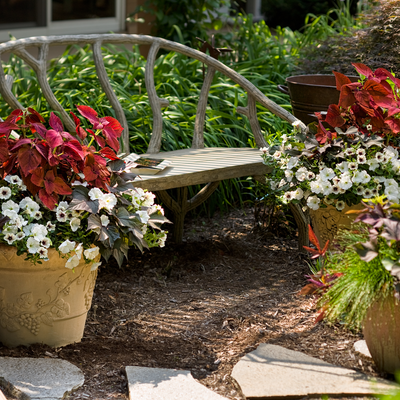 ColorBlaze Rediculous Coleus in use.