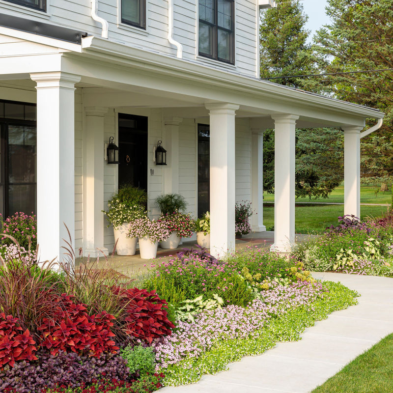 ColorBlaze® Rediculous® Coleus (scutellarioides)