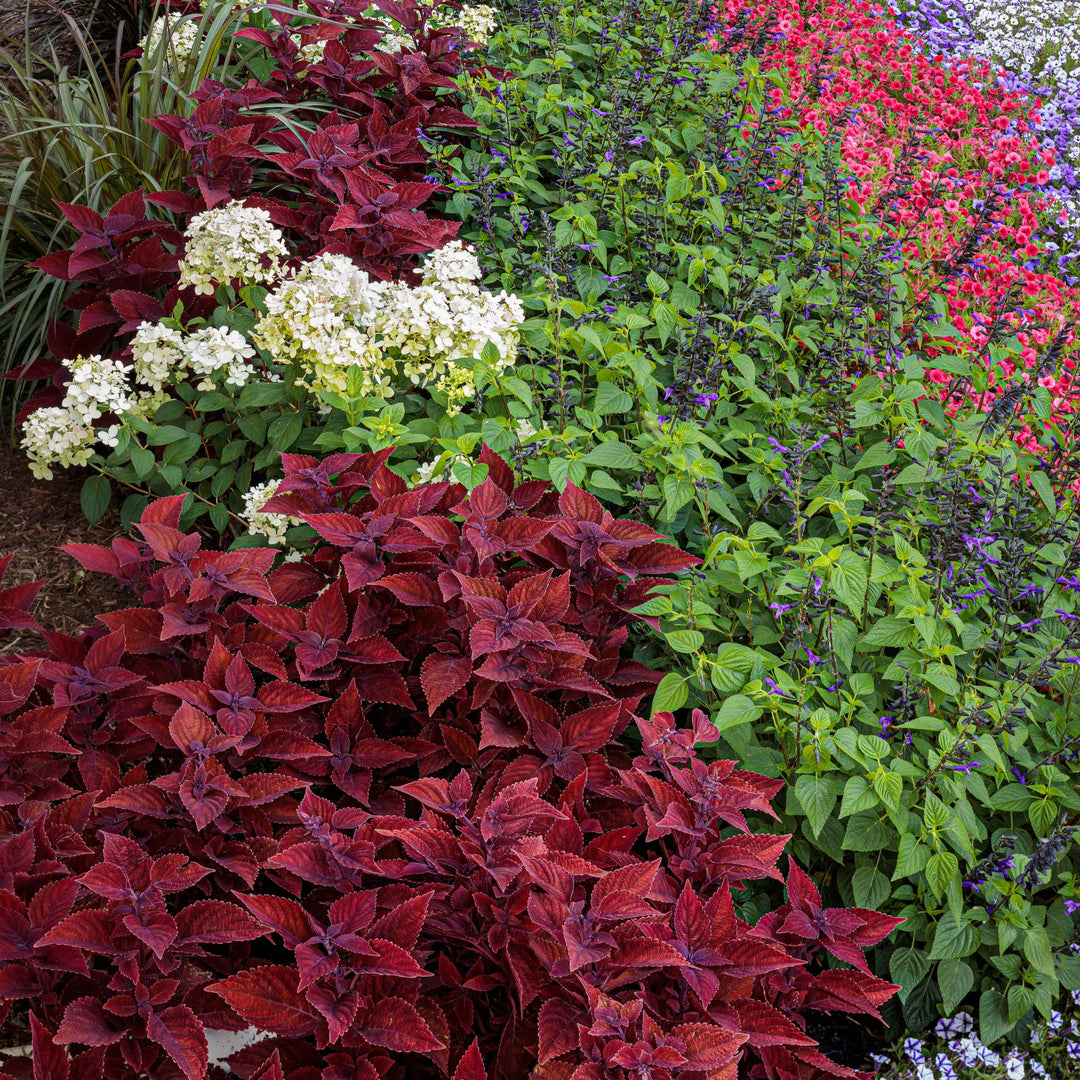 【Rady】フラワーマーブルマルチボックス2カラーSET Coleus | ColorBlaze® Rediculous® | Proven Winners® Annuals