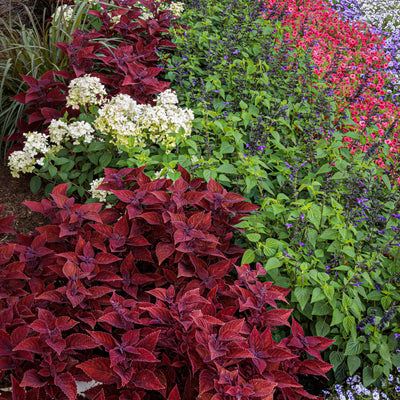 ColorBlaze® Rediculous® Coleus (scutellarioides)