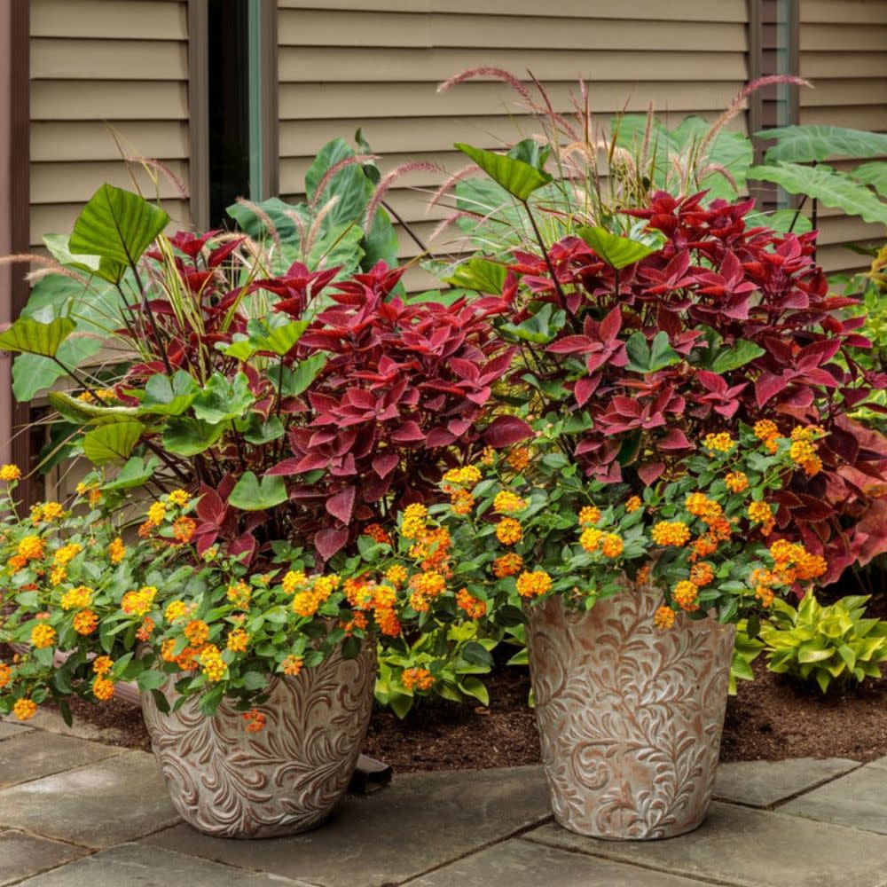 coleus house plants for sale Coleus | ColorBlaze Rediculous