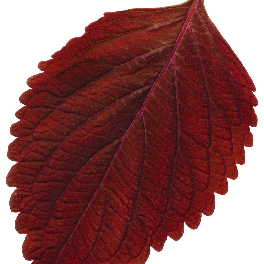ColorBlaze® Rediculous® Coleus (scutellarioides)