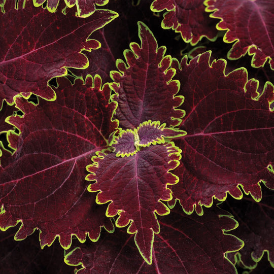 ColorBlaze® Wicked Witch™ Coleus (scutellarioides)