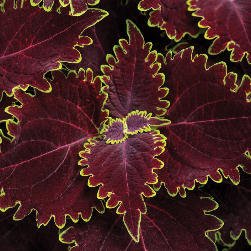 ColorBlaze® Wicked Witch™ Coleus (scutellarioides)