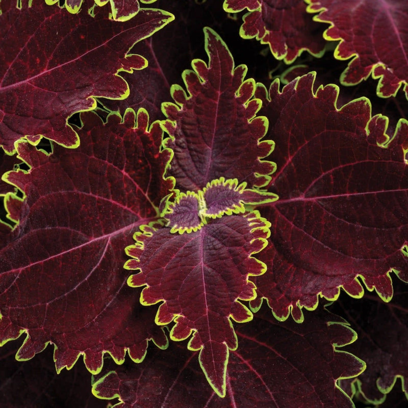 ColorBlaze Wicked Witch Coleus up close.