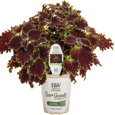 ColorBlaze® Wicked Witch™ Coleus (Coleus scutellarioides)