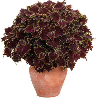 ColorBlaze® Wicked Witch™ Coleus (Coleus scutellarioides)