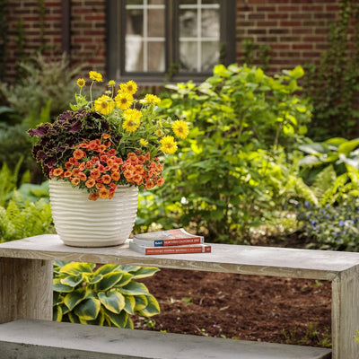 ColorBlaze Wicked Witch Coleus in use.