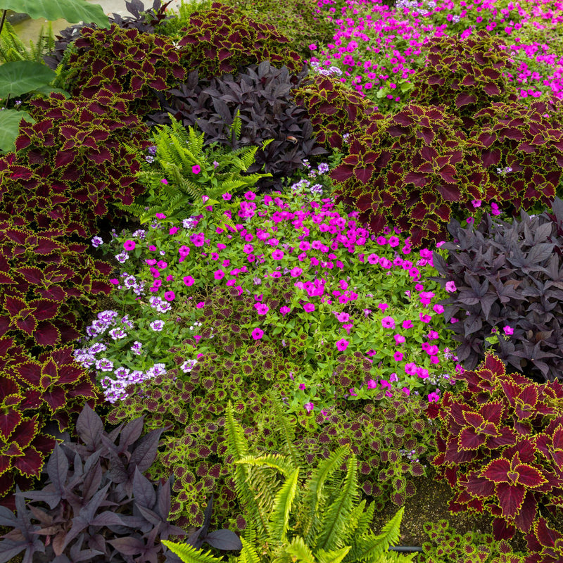 ColorBlaze® Wicked Witch™ Coleus (scutellarioides)