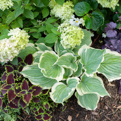 ColorBlaze® Wicked Witch™ Coleus (scutellarioides)