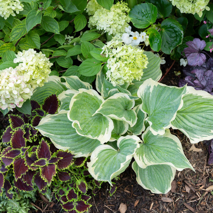 Coleus | ColorBlaze® Wicked Witch™ | Proven Winners® Annuals
