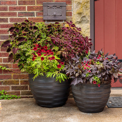 ColorBlaze® Wicked Witch™ Coleus (scutellarioides)