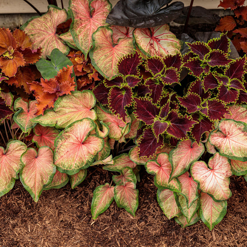 ColorBlaze® Wicked Witch™ Coleus (scutellarioides)