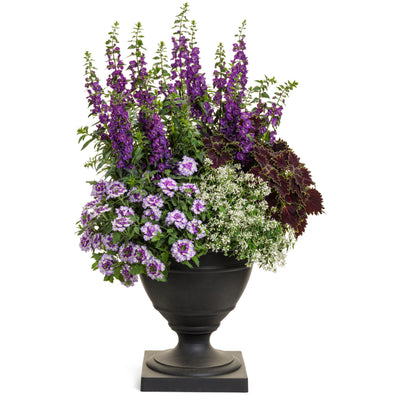 ColorBlaze® Wicked Witch™ Coleus (scutellarioides)