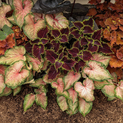 ColorBlaze Wicked Witch Coleus in use.