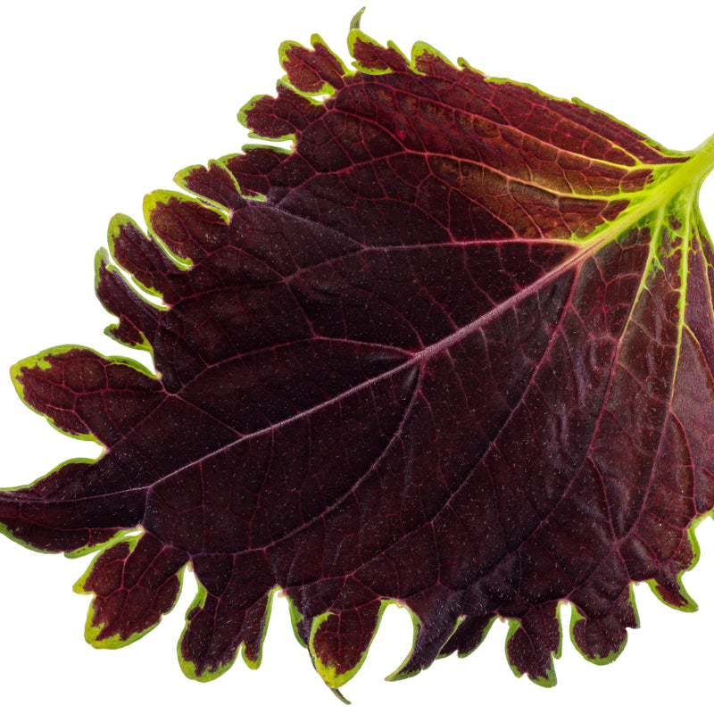 ColorBlaze® Wicked Witch™ Coleus (Coleus scutellarioides)