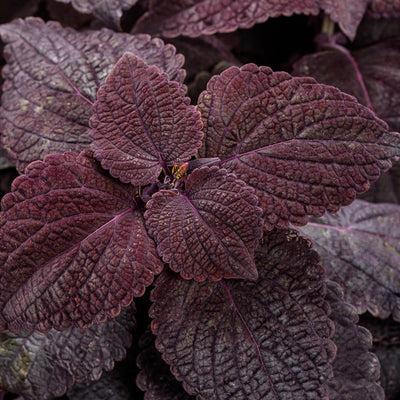 ColorBlaze Newly Noir Coleus up close.