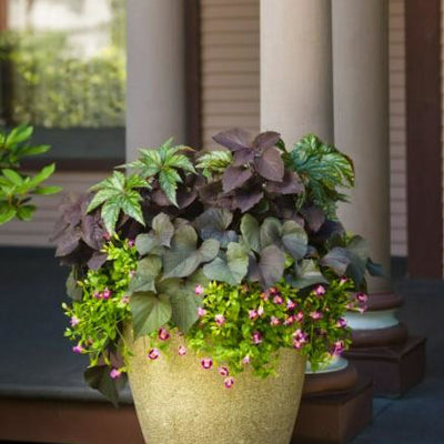 ColorBlaze Newly Noir Coleus in use.