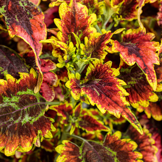 ColorBlaze® El Brighto Coleus (scutellarioides)