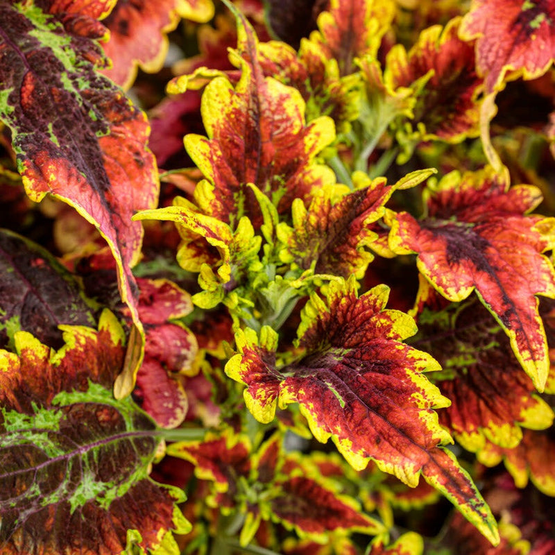 ColorBlaze El Brighto Coleus up close.