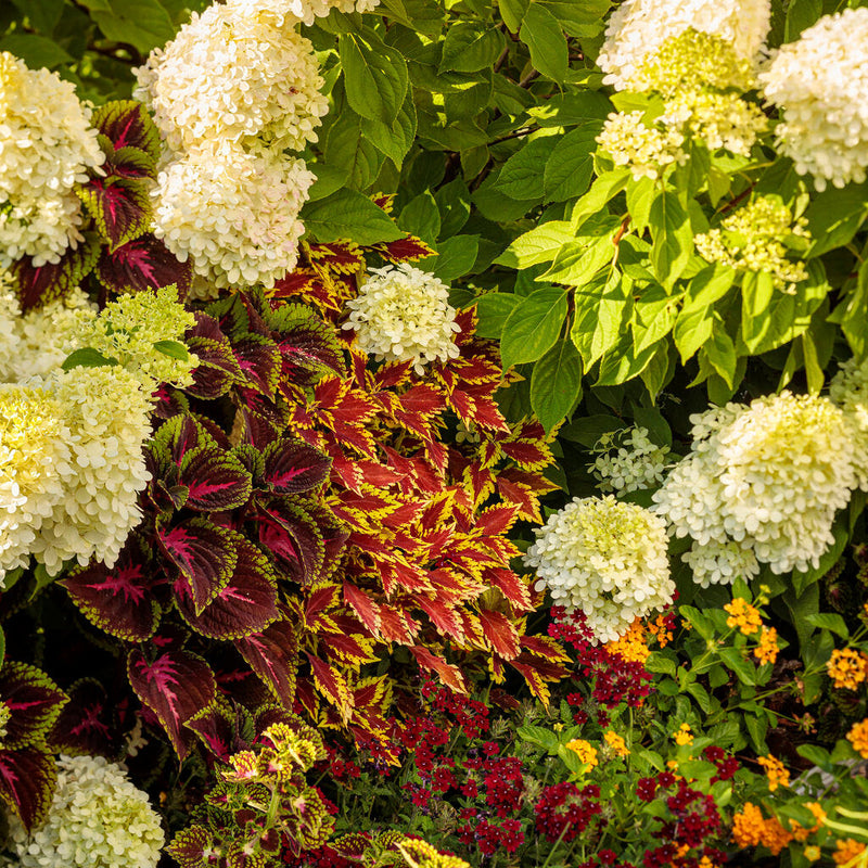 ColorBlaze El Brighto Coleus in use.