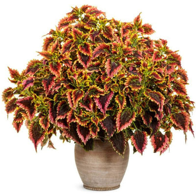 ColorBlaze El Brighto Coleus in use.