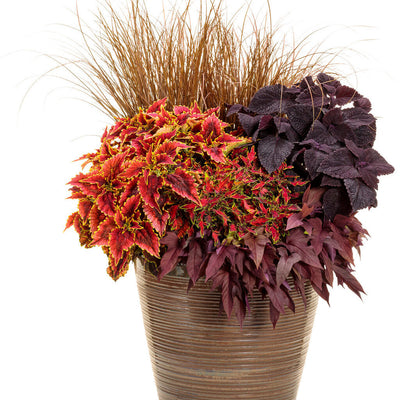 ColorBlaze El Brighto Coleus in use.