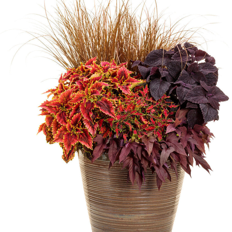 ColorBlaze El Brighto Coleus in use.