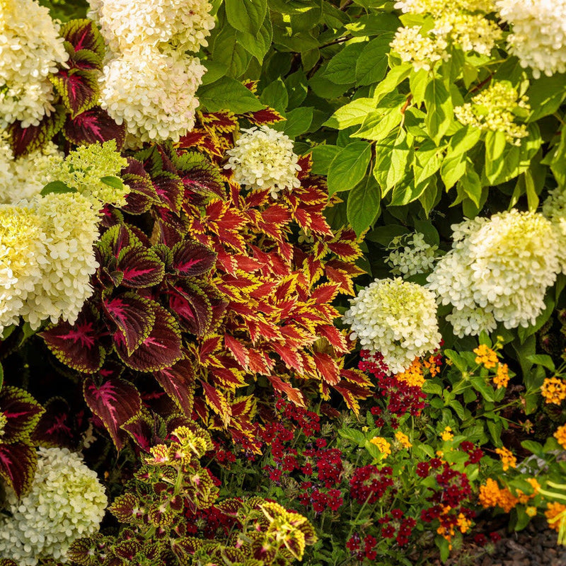 ColorBlaze El Brighto Coleus in use.