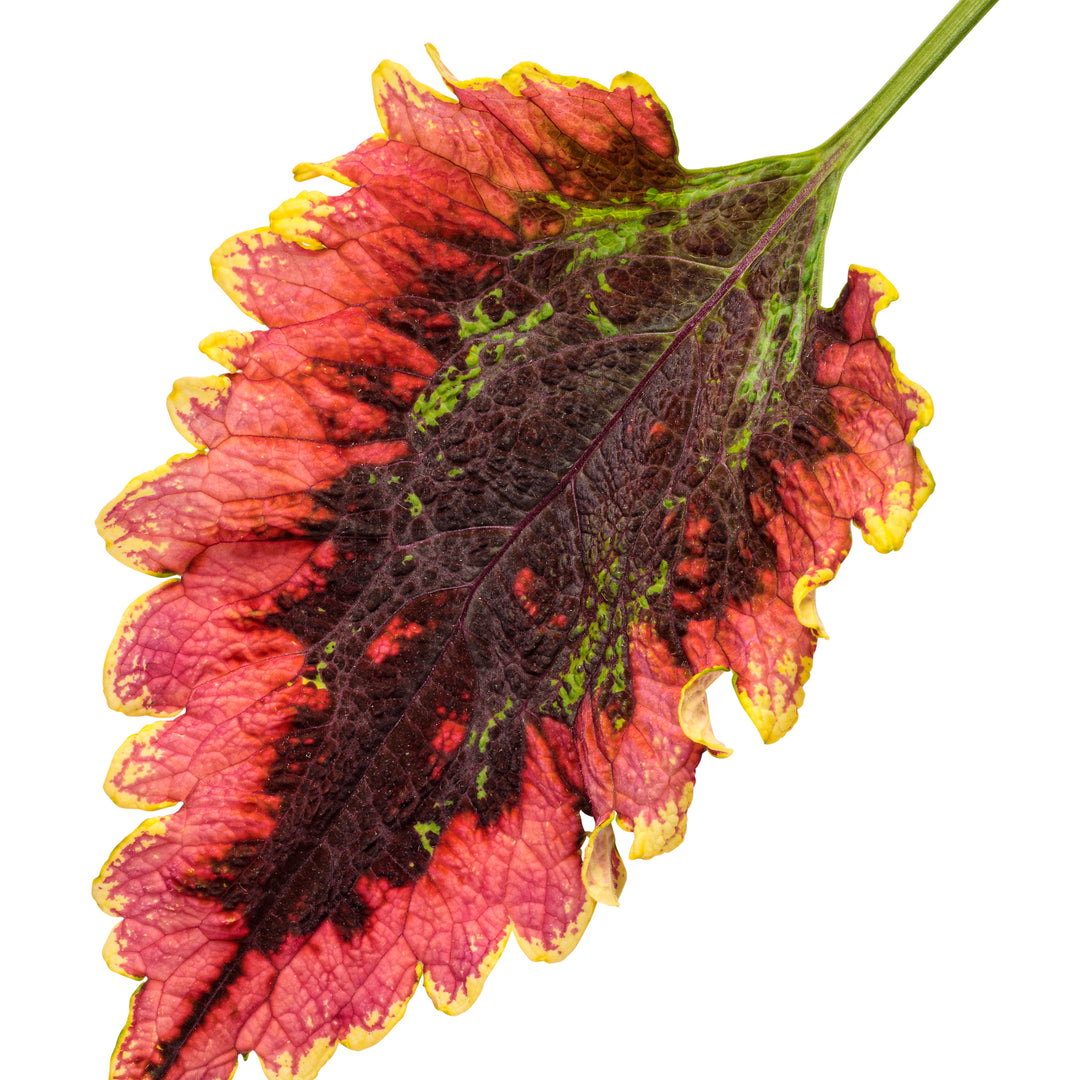 ColorBlaze® El Brighto Coleus (scutellarioides)