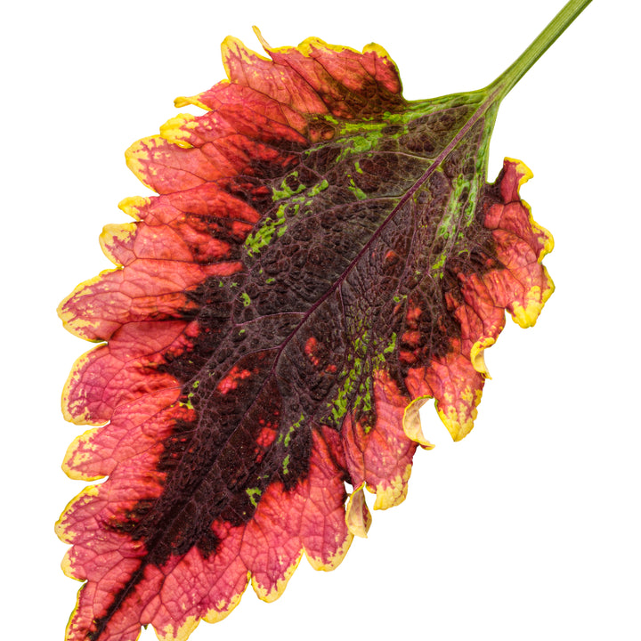 ColorBlaze® El Brighto Coleus (scutellarioides)