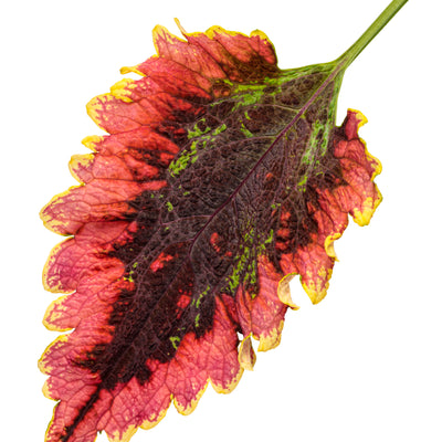 ColorBlaze® El Brighto Coleus (Coleus scutellarioides)