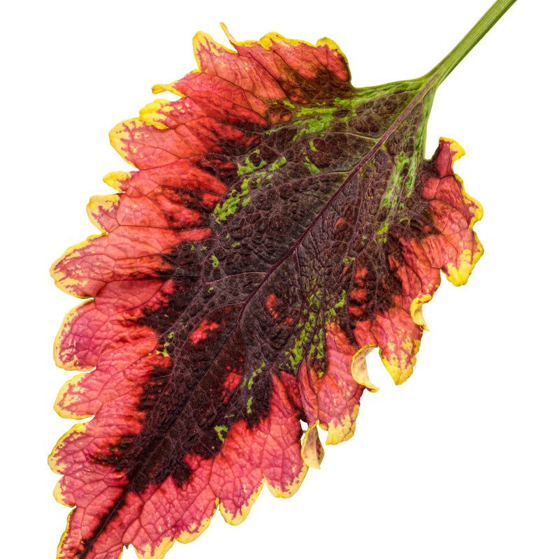 Limited Edition Royale | ColorBlaze® El Brighto Coleus (Coleus scutellarioides)