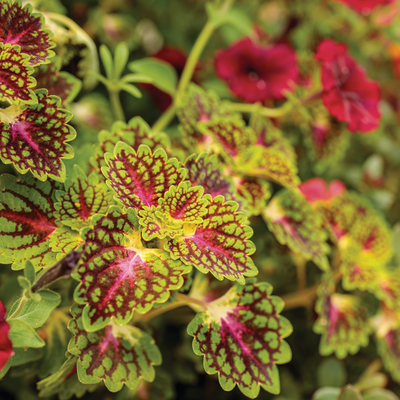 ColorBlaze Cherry Drop ColorBlaze Cherry Drop Coleus up close.