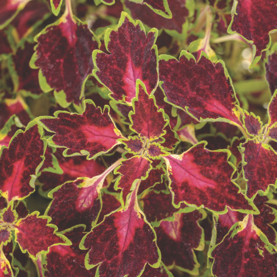 ColorBlaze® Cherry Drop Coleus (scutellarioides)