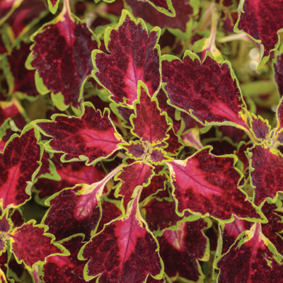 ColorBlaze Cherry Drop Coleus up close.